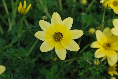 Bidens Cupcakes 'Banana Cream'