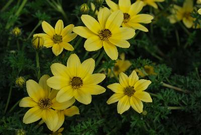 Bidens Cupcakes 'Banana Cream'