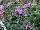 Buzz Buddleia Lavender 