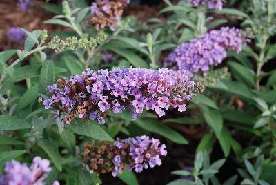 Buddleia Buzz 'Lavender'