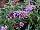 Buzz Buddleia Lavender 