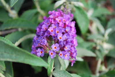 Buddleia Buzz 'Purple'