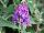 Thompson & Morgan: Buddleia  'Purple' 