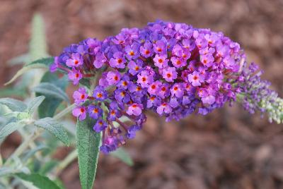 Buddleia Buzz 'Purple'