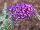 Buzz Buddleia Purple 