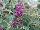 Buzz Buddleia Magenta 