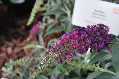 Buddleia Buzz 'Magenta'