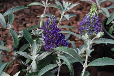 Buddleia Buzz 'Midnight'