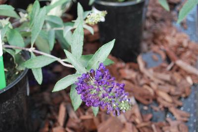 Buddleia Buzz 'Midnight'