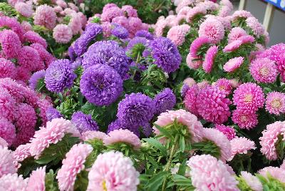 Harmony Callistephus chinensis (Aster) 