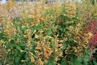  Agastache aurantiaca (Hyssop) Peach Margarita 