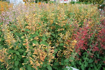 Agastache  'Peach Margarita'