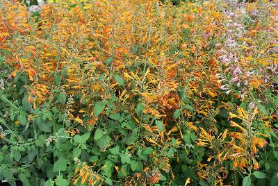 Agastache  'Peach Margarita'