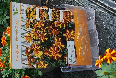   Marigold, French  : From Thompson & Morgan Spring Trials, 2016 @ Speedling: French Marigold varieties 'Bambino', 'Colossus', 'Solan' and 'Mr. Majestic Double', a selection of compact varieties to add color and interest to bedding displays.  With unusual colors and petal shapes, these make superb container plants.