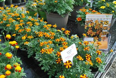   Marigold, French  : From Thompson & Morgan Spring Trials, 2016 @ Speedling: French Marigold varieties 'Bambino', 'Colossus', 'Solan' and 'Mr. Majestic Double', a selection of compact varieties to add color and interest to bedding displays.  With unusual colors and petal shapes, these make superb container plants.