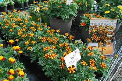   Marigold, French  : From Thompson & Morgan Spring Trials, 2016 @ Speedling: French Marigold varieties 'Bambino', 'Colossus', 'Solan' and 'Mr. Majestic Double', a selection of compact varieties to add color and interest to bedding displays.  With unusual colors and petal shapes, these make superb container plants.