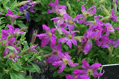  Petunia hybrida Sparklers 