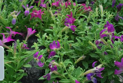  Petunia hybrida Sparklers 