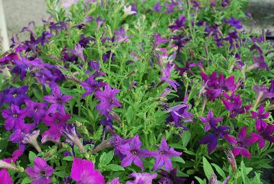  Petunia hybrida Sparklers 