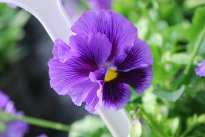  Viola hybrida (Pansy) Frilly Blue 