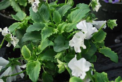  Viola hybrida (Pansy) Frilly White 