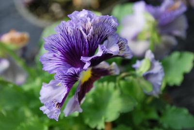 Viola  'Frilly Blue & Yellow'