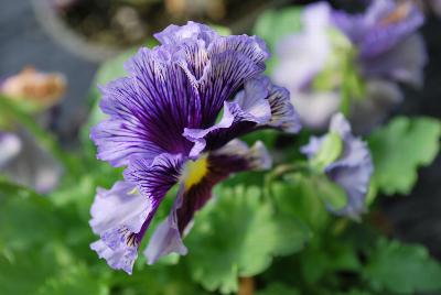  Viola hybrida (Pansy) Frilly Blue & Yellow 