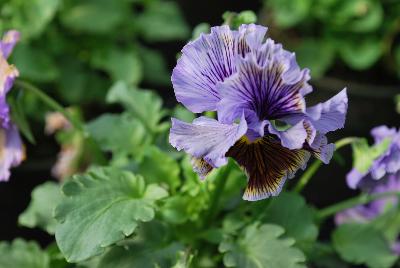  Viola hybrida (Pansy) Frilly Blue & Yellow 