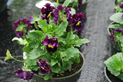  Viola hybrida (Pansy) Frilly Deep Violet 