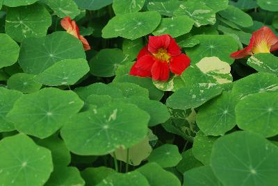 Tropaeolum  'Alaska Raspberry'