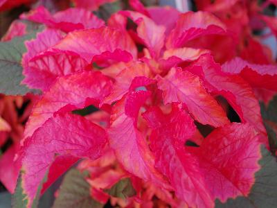 Amaranthus  'Carnival'