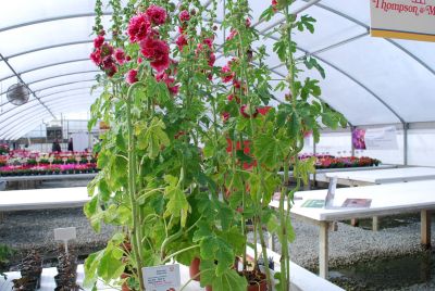  Alcea rosea Fiesta Time 