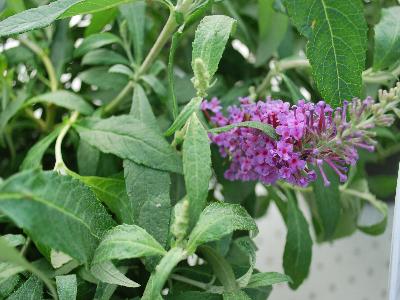 Buddleia Buzz 'Lilac'