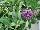 Buzz Buddleia Lilac 