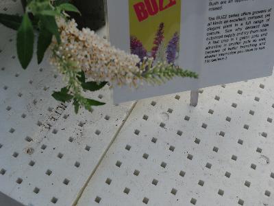 Buddleia Buzz 'White'