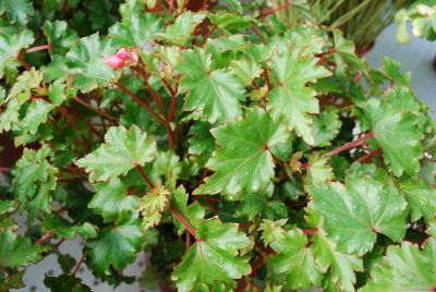  Begonia weltoniensis Pink Splash 