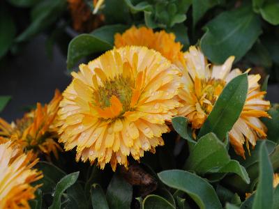 Calendula  'Apricot Twist'