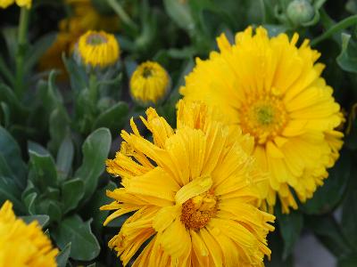 Calendula  'Lemon Twist'