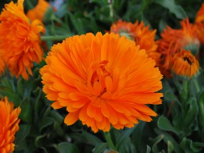 Calendula  'Mandarin Twist'