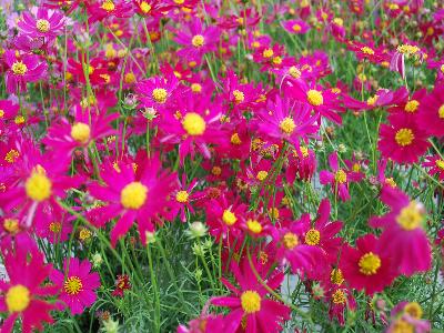 Cosmos  'Hot Pink'