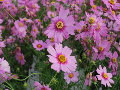 Cosmos  'Pink Popsocks'