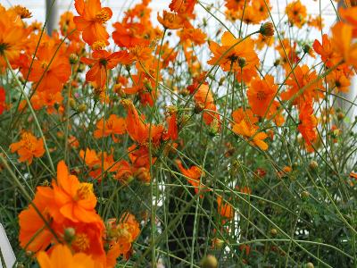 Cosmos  'Tango'