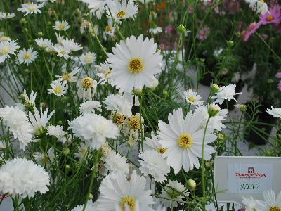 Cosmos  'White Popsocks'