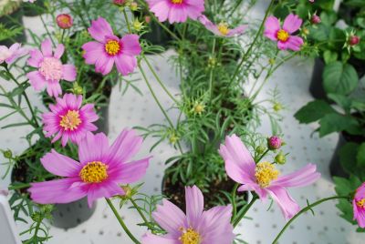 Cosmos  'Pink Popsocks'