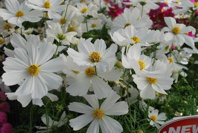 Cosmos  'Cosmix'