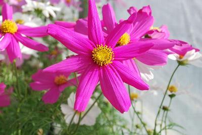 Cosmos  'Cosmix'