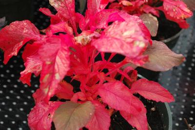 Amaranthus  'Carnival'