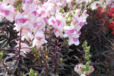 Antirrhinum  'Bronze Dragon'