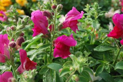  Antirrhinum Magic Lanterns 