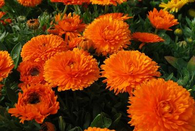 Calendula  'Mandarin Twist'